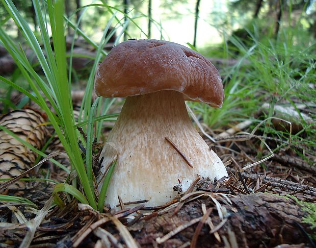 hríb smrekový Boletus edulis Bull.