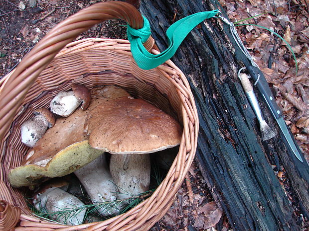 hríb smrekový Boletus edulis Bull.