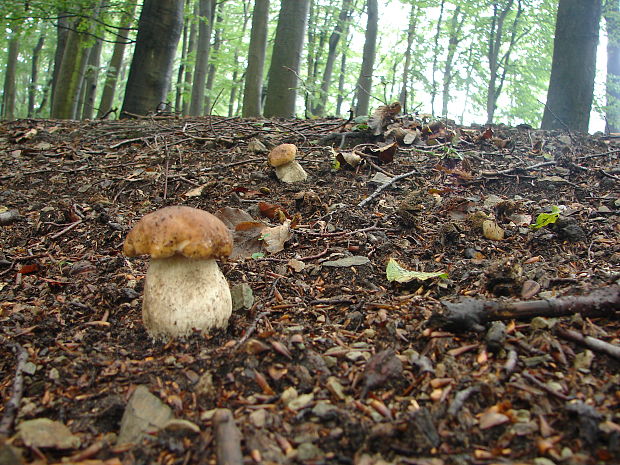 hríb smrekový Boletus edulis Bull.