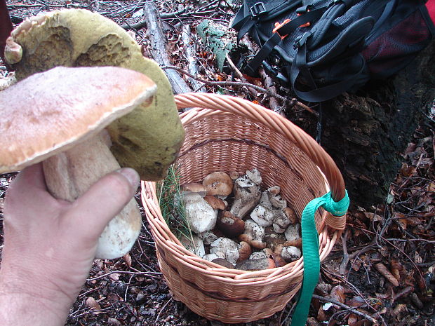 hríb smrekový Boletus edulis Bull.