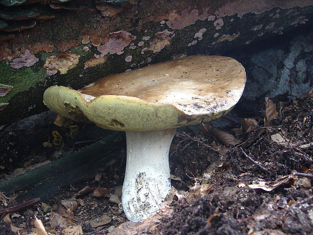 hríb smrekový Boletus edulis Bull.