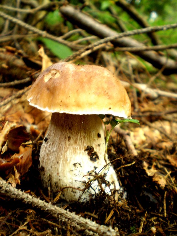 hríb smrekový Boletus edulis Bull.