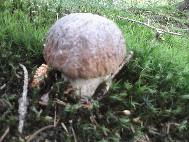 hríb smrekový Boletus edulis Bull.