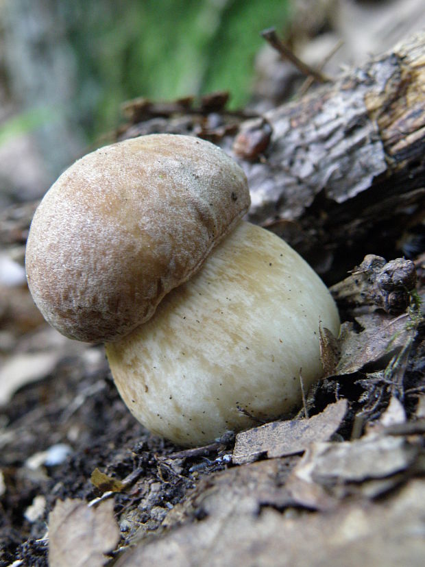 hríb dubový Boletus reticulatus Schaeff.