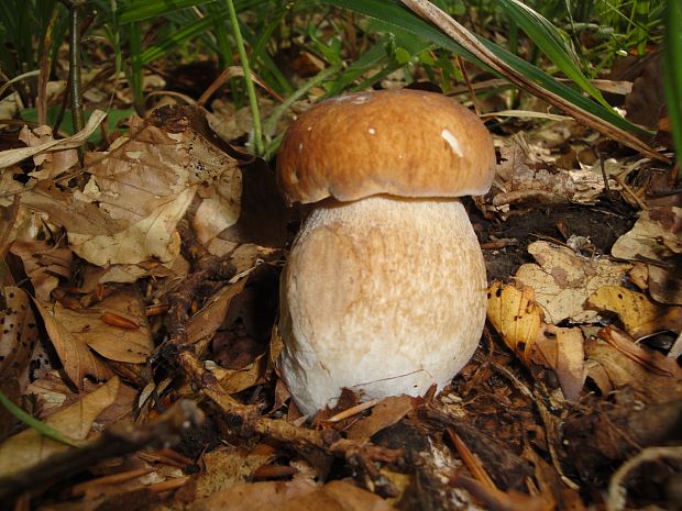 hríb dubový Boletus reticulatus Schaeff.