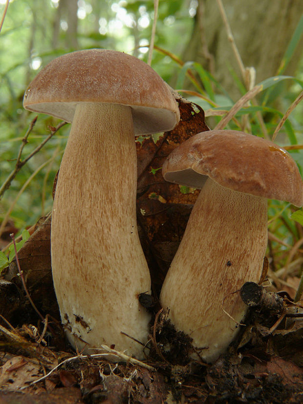 hríb dubový Boletus reticulatus Schaeff.