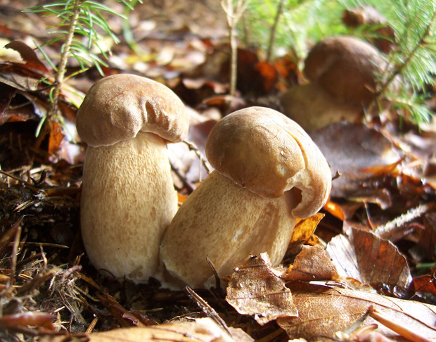 hríb dubový Boletus reticulatus Schaeff.