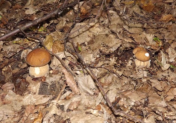 hríb dubový Boletus reticulatus Schaeff.