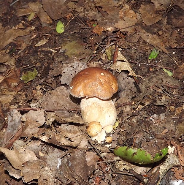 hríb dubový Boletus reticulatus Schaeff.