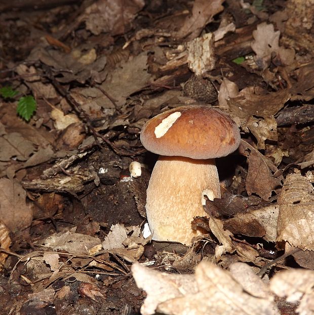 hríb dubový Boletus reticulatus Schaeff.