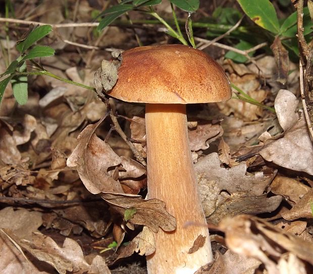 hríb dubový Boletus reticulatus Schaeff.