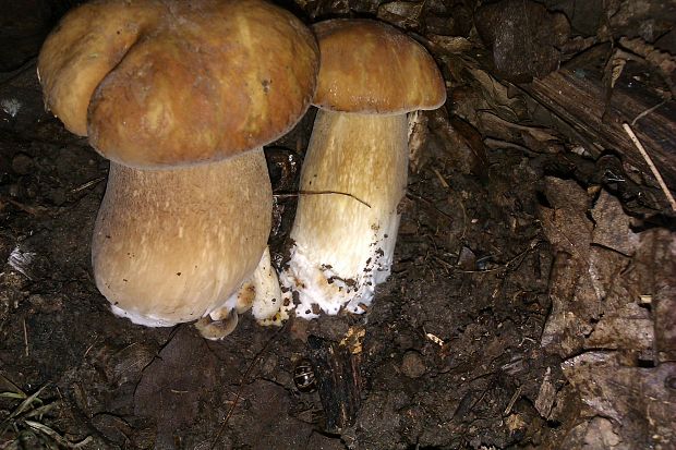 hríb dubový Boletus reticulatus Schaeff.