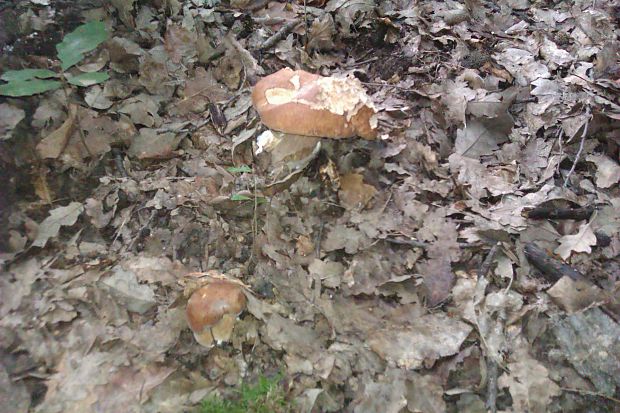 hríb dubový Boletus reticulatus Schaeff.