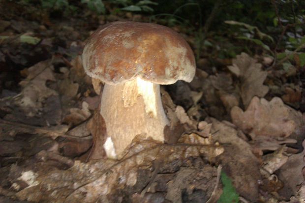 hríb dubový Boletus reticulatus Schaeff.