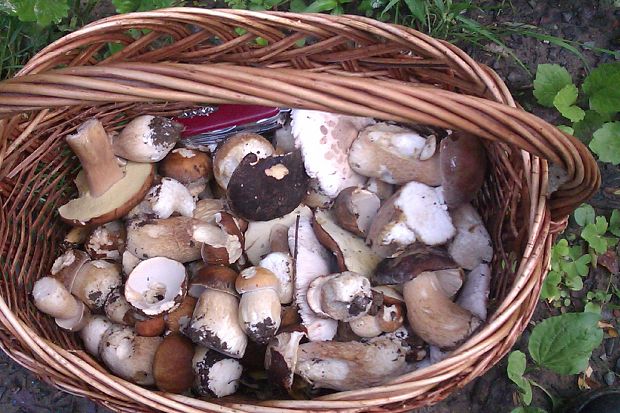 hríb dubový Boletus reticulatus Schaeff.