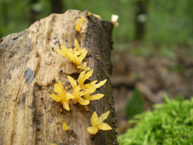 parôžkovec malý  Calocera cornea  (Fr.) Loud.