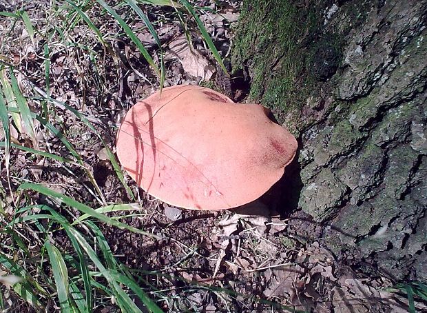 pečeňovec dubový Fistulina hepatica (Schaeff.) With.