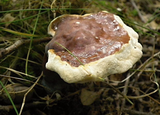 lesklokôrovka obyčajná Ganoderma lucidum (Curtis) P. Karst.