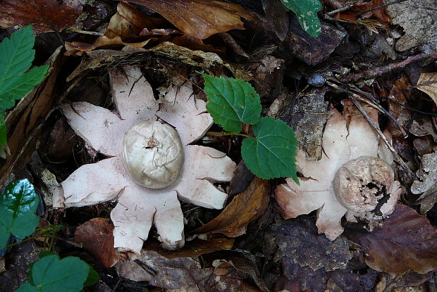 hviezdovka červenkastá Geastrum rufescens Pers.