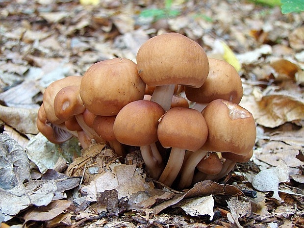 peniazovka vretenovitohlúbiková Gymnopus fusipes (Bull.) Gray