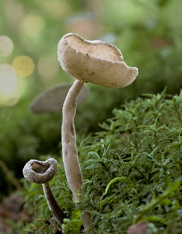 chriapač brvitý Helvella macropus (Pers.) P. Karst.