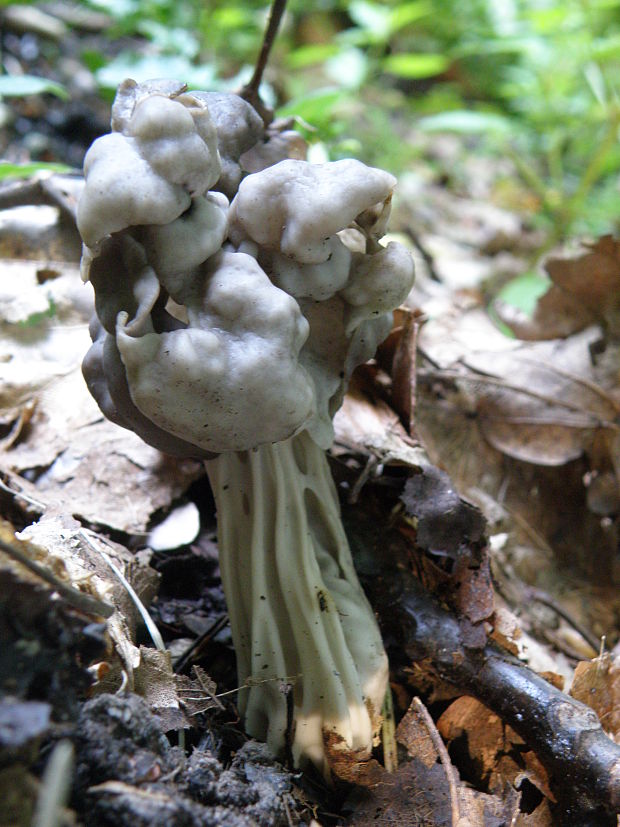 chriapač Helvella sp.