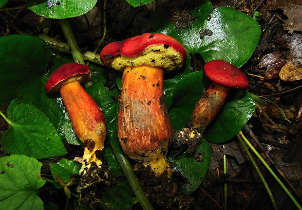 suchohríb karmínový Hortiboletus rubellus (Krombh.) Simonini, Vizzini & Gelardi