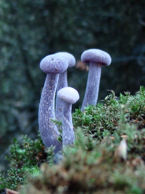 lakovka ametystová Laccaria amethystina (Huds.) Cooke