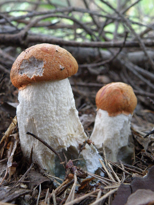 kozák osikový Leccinum albostipitatum den Bakker & Noordel.