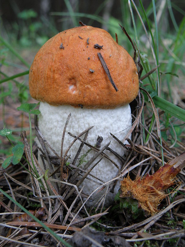 kozák osikový Leccinum albostipitatum den Bakker & Noordel.