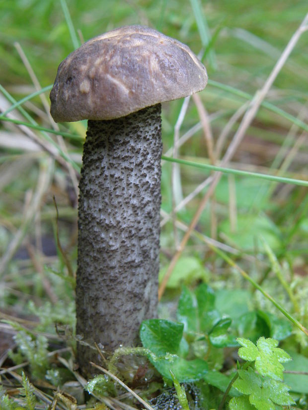 kozák čierny Leccinum melaneum (Smotl.) Pilát & Dermek