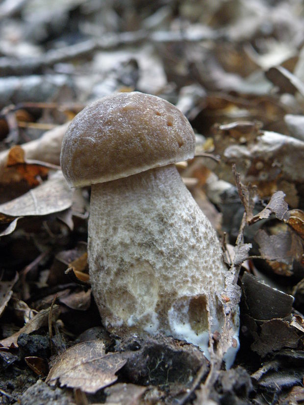 kozák hrabový Leccinum pseudoscabrum (Kallenb.) Šutara