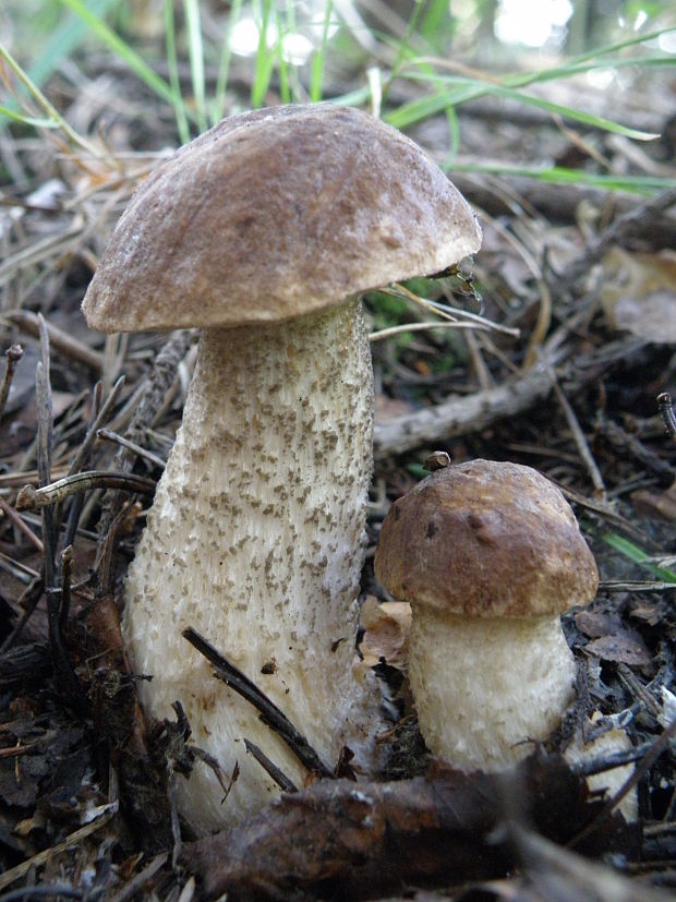 kozák brezový Leccinum scabrum (Bull.) Gray