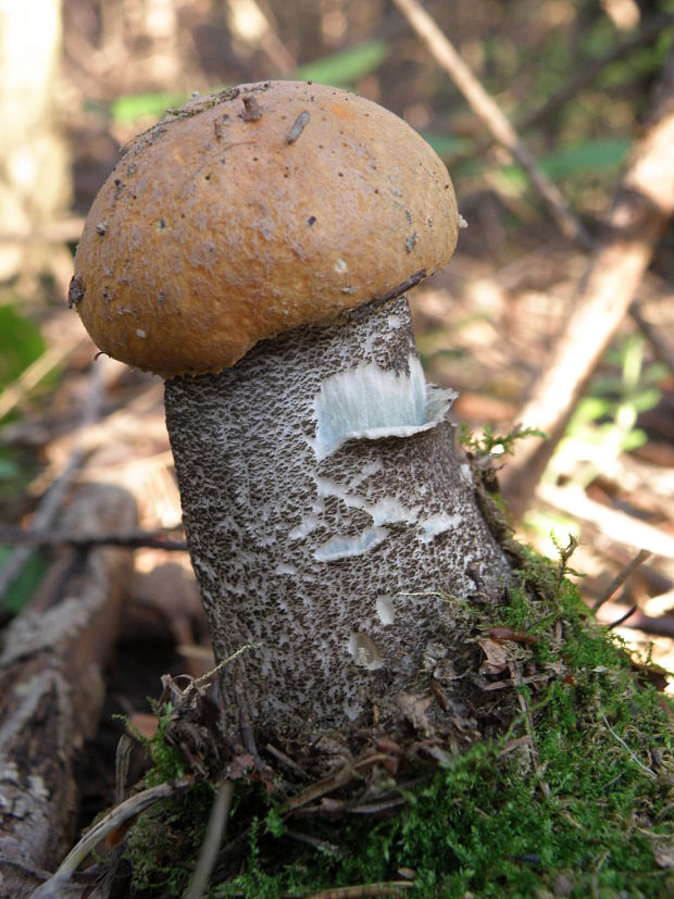 kozák žltooranžový Leccinum versipelle (Fr. & Hök) Snell