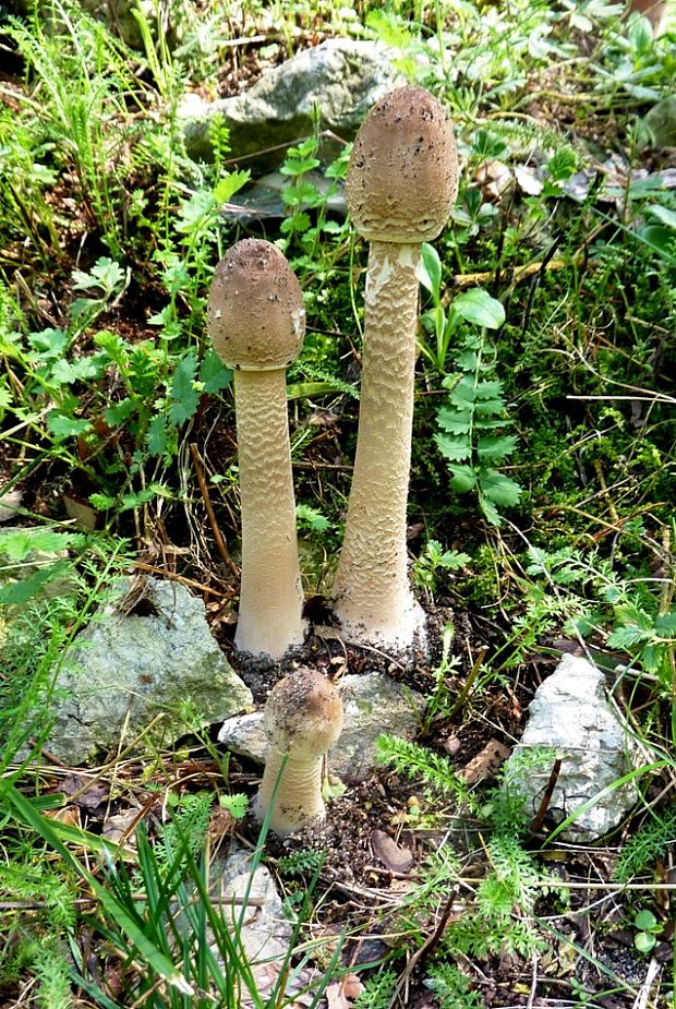 bedľa vysoká Macrolepiota procera (Scop.) Singer