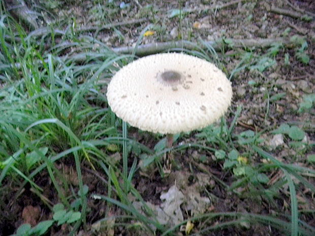 bedľa vysoká Macrolepiota procera (Scop.) Singer