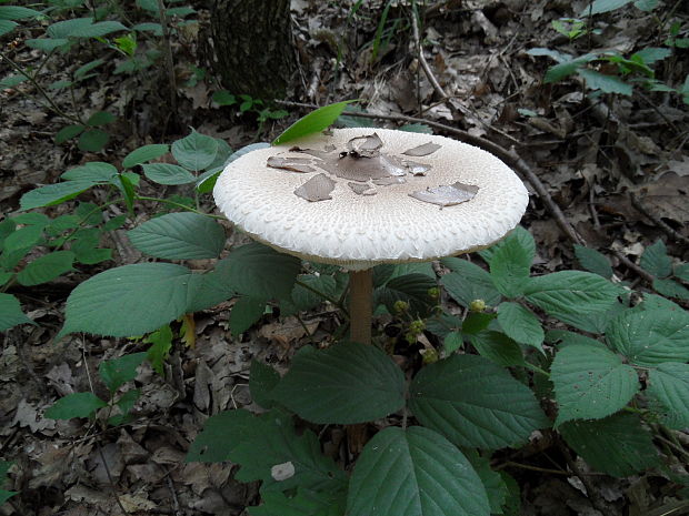 bedľa vysoká Macrolepiota procera (Scop.) Singer