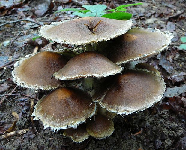 drobuľka Psathyrella sp.