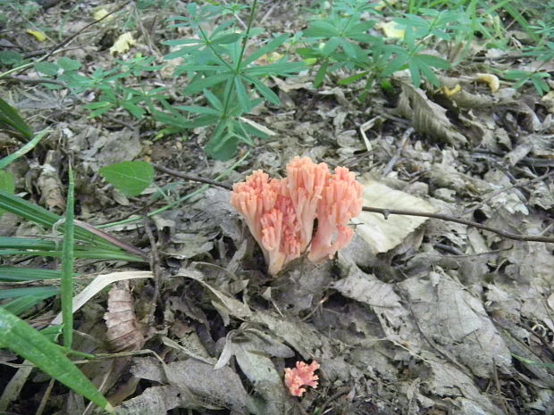 strapačka lososovoružová Ramaria subbotrytis (Coker) Corner