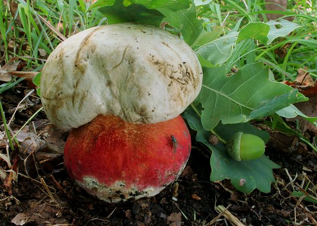 hríb satanský Rubroboletus satanas f. satanas (Lenz) Kuan Zhao & Zhu L. Yang