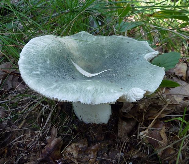 plávka zelenkastá Russula virescens (Schaeff.) Fr.