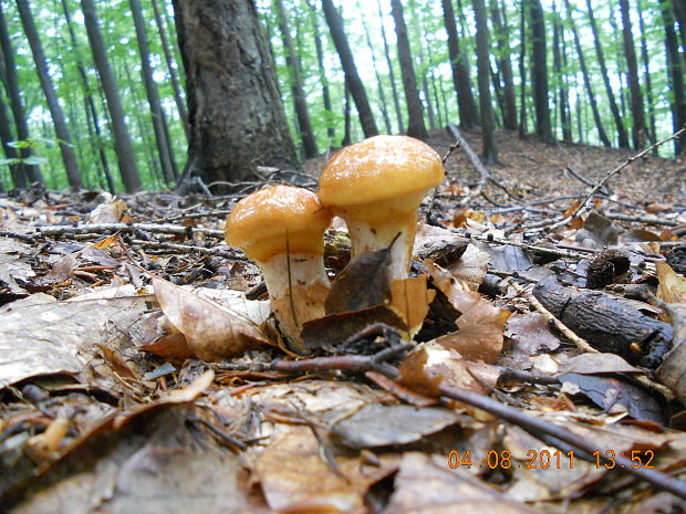 masliak smrekovcový Suillus grevillei (Klotzsch) Singer