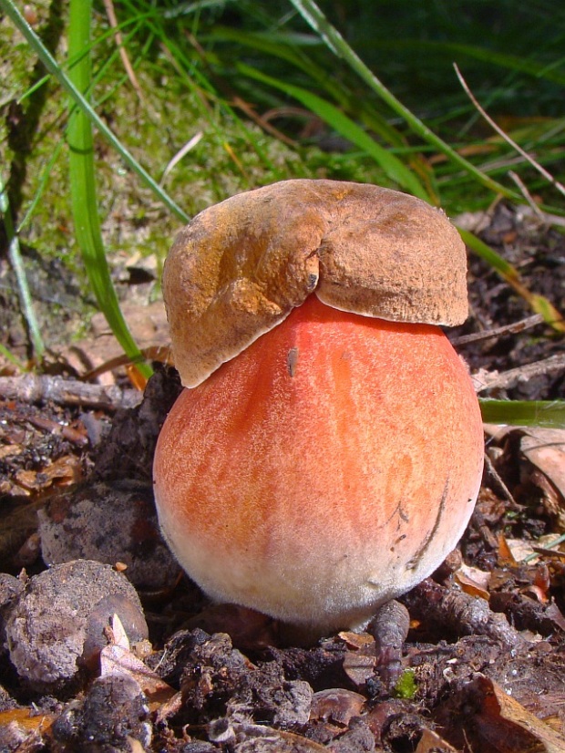 hríb zrnitohlúbikový Sutorius luridiformis (Rostk.) G. Wu & Zhu L. Yang