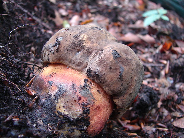 hríb zrnitohlúbikový Sutorius luridiformis (Rostk.) G. Wu & Zhu L. Yang