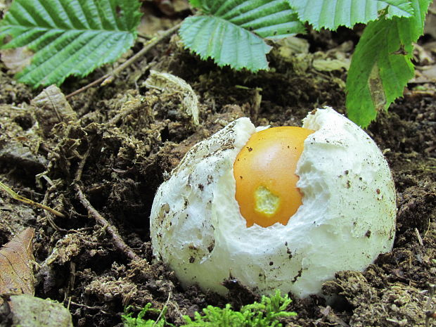 muchotrávka cisárska Amanita caesarea (Scop.) Pers.