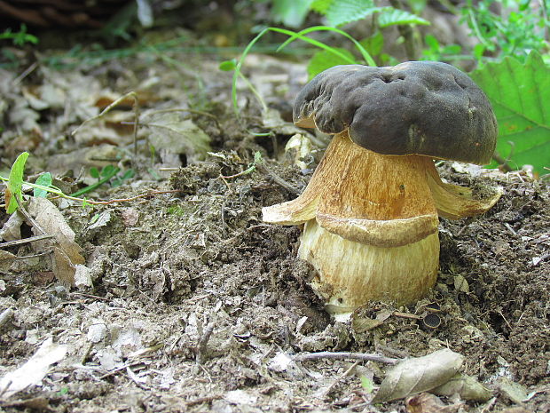 hríb bronzový Boletus aereus Bull. ex Fr.