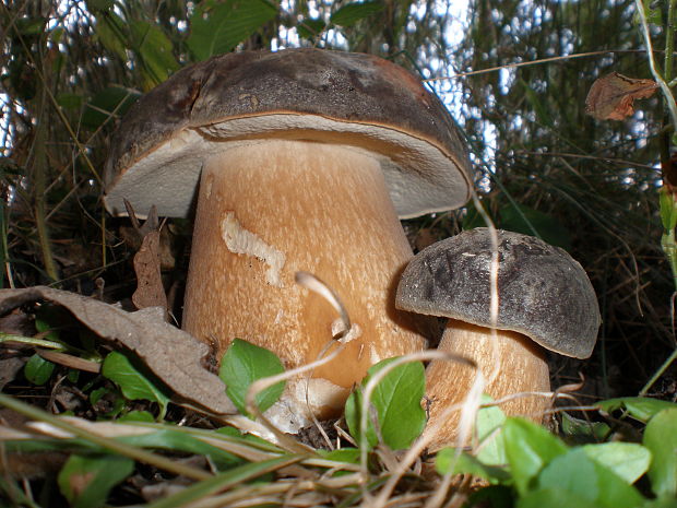 hríb bronzový Boletus aereus Bull. ex Fr.