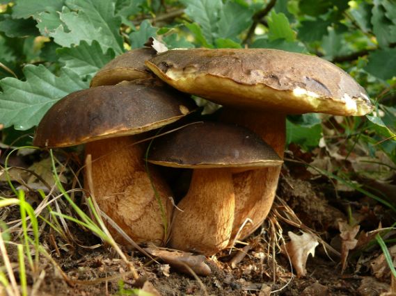 hríb bronzový Boletus aereus Bull. ex Fr.