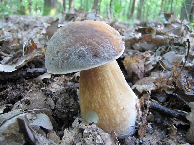 hríb bronzový Boletus aereus Bull. ex Fr.