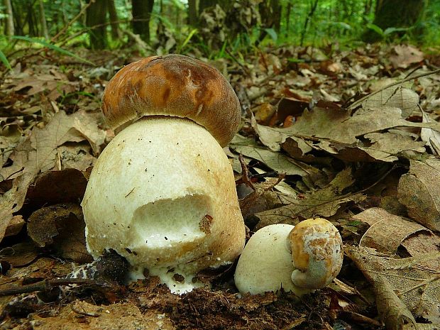 hríb bronzový Boletus aereus Bull. ex Fr.